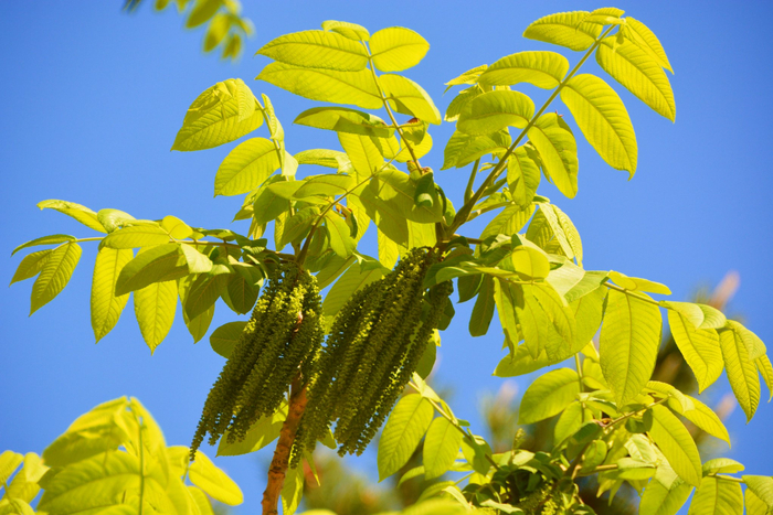 野核桃树花穗,原创拍摄