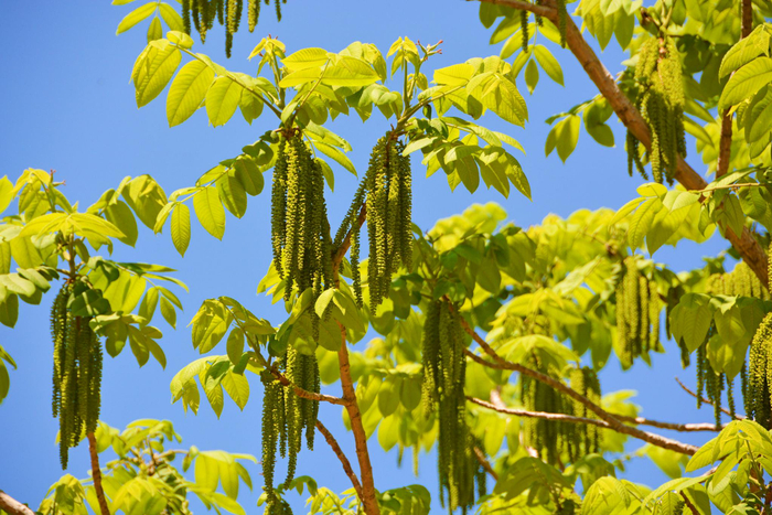 野核桃树花穗,原创拍摄