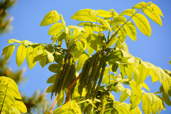 野核桃树花穗,原创拍摄