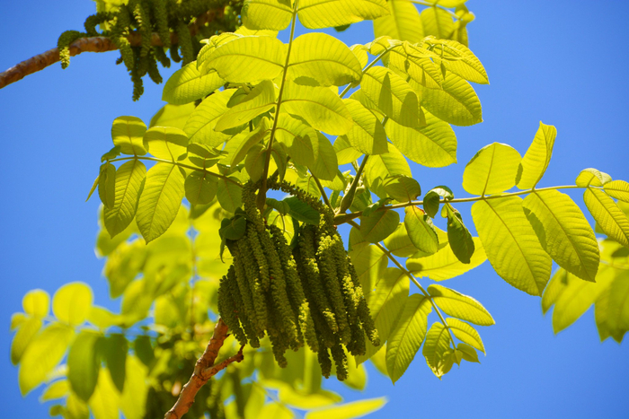 野核桃树花穗,原创拍摄