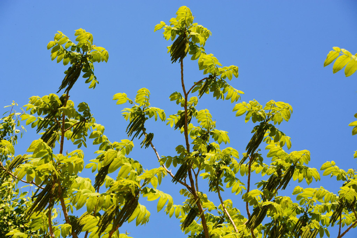 野核桃树花穗,原创拍摄
