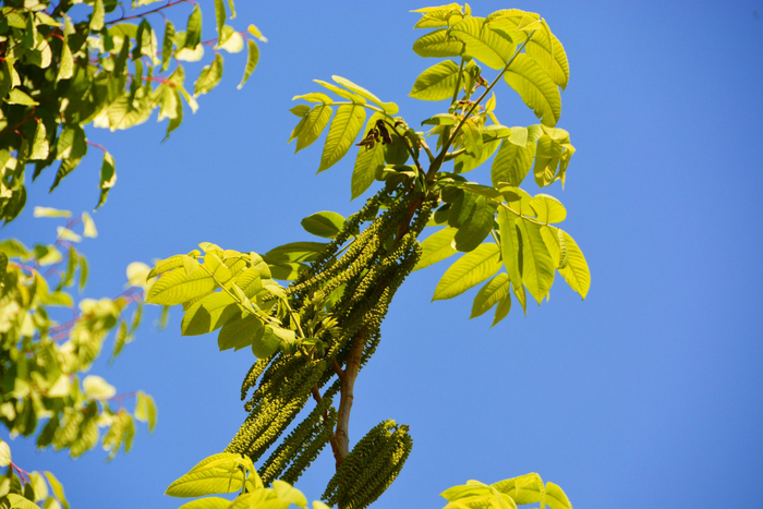 野核桃树花穗,原创拍摄