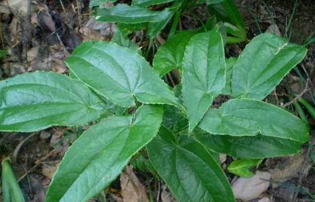 草药|三枝九叶草|野草_新浪新闻