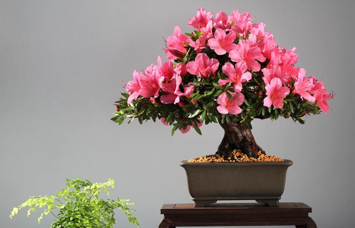 w700d1q75cms.jpg
