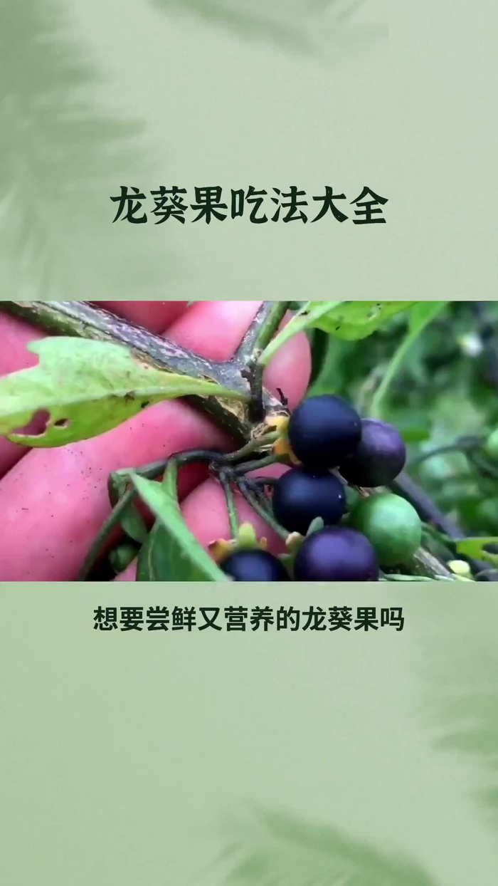 龙葵果的正确吃法