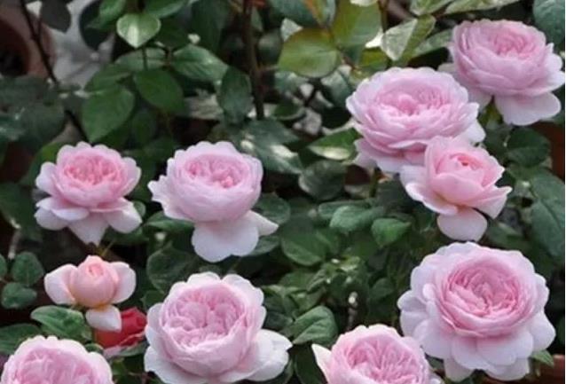 喜欢菊花，不如养盆“玫瑰精品”瑞典女王，气质优雅，女王范儿
