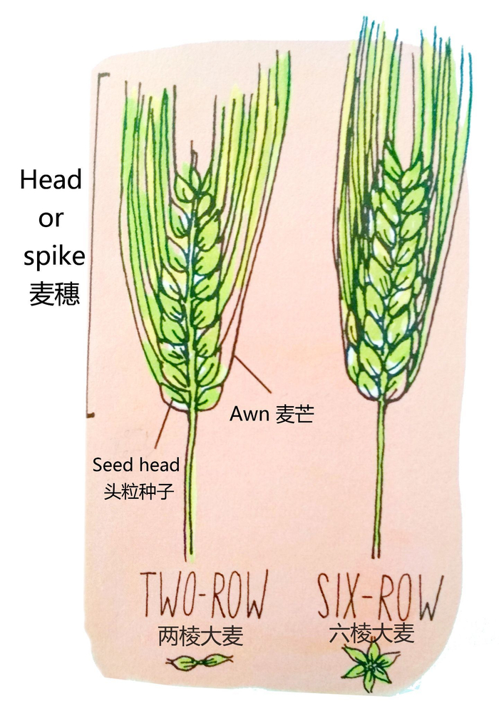风味篇续集 | 威士忌的原材料对风味有什么影响?