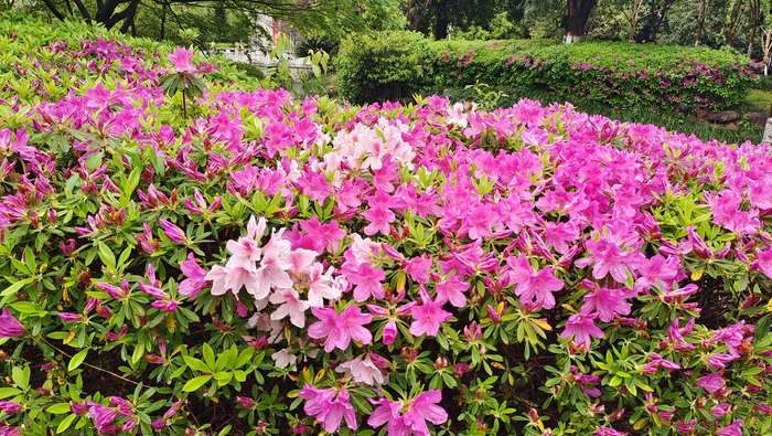 雨中赏花:杜鹃花