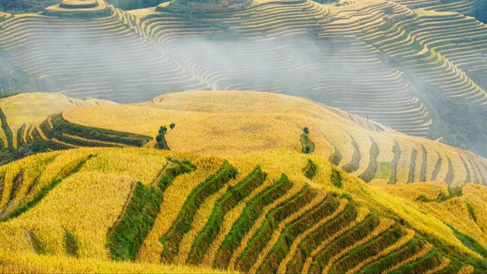 元阳梯田:中国最美的人工景观与多元文化|大自然|元阳梯田|梯田_新浪