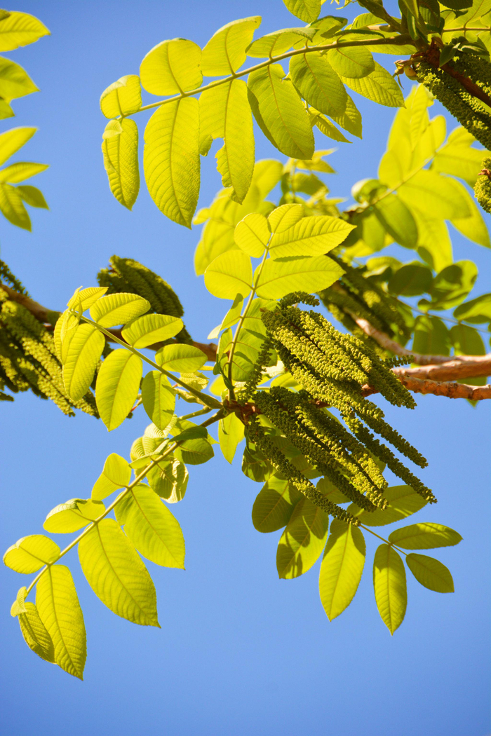 野核桃树花穗,原创拍摄