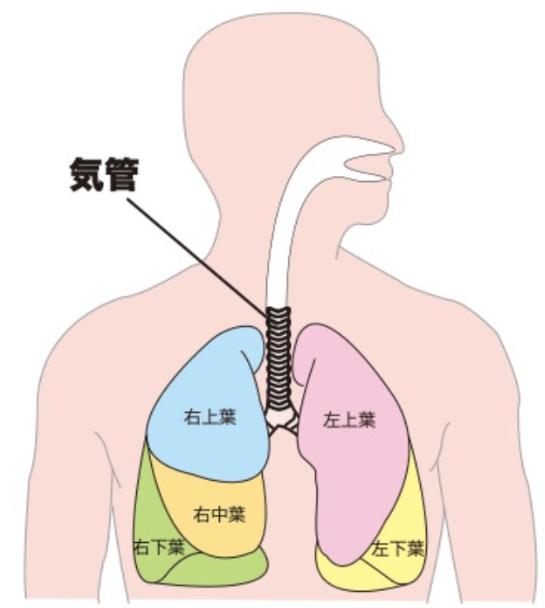 人体肺的位置图片