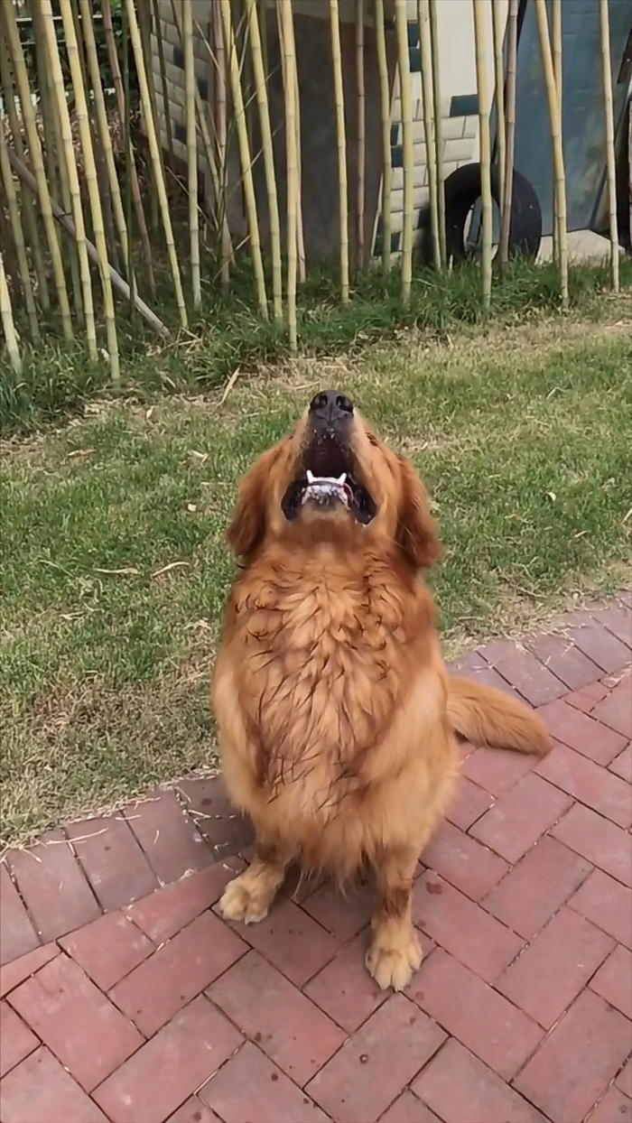主人学抖音让金毛接球,不料狗狗被球砸中,汪张嘴就嚎啕大哭起来