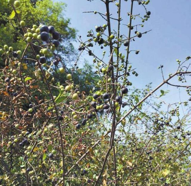 这种野果，酷似“蓝莓”，俗称“乌饭子”，叶子做乌米饭是一绝