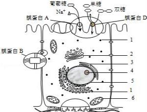 去幼嫩叶片之后,叶柄基部很快形成离层,叶柄在两、三天内脱落