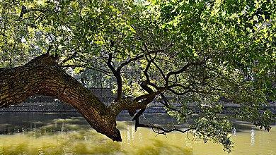 【五】東大寺清水公照筆 『竹密不妨流水過山高豈礙白雲飛』 掛物