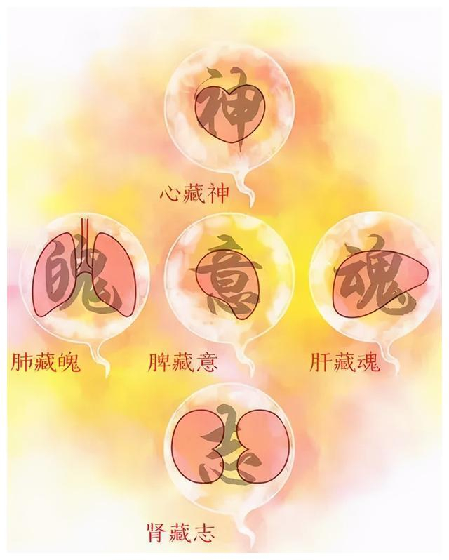 五脏藏五神:心藏神、肺藏魄、肝藏魂、脾藏意、肾藏志
