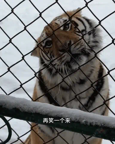 东北虎豹国家公园|国家公园|东北虎_新浪新闻