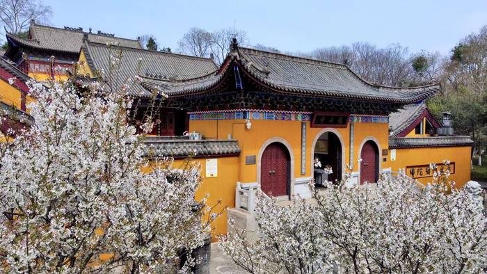 蛇山下,龙华寺,樱花开(武汉市武昌区)
