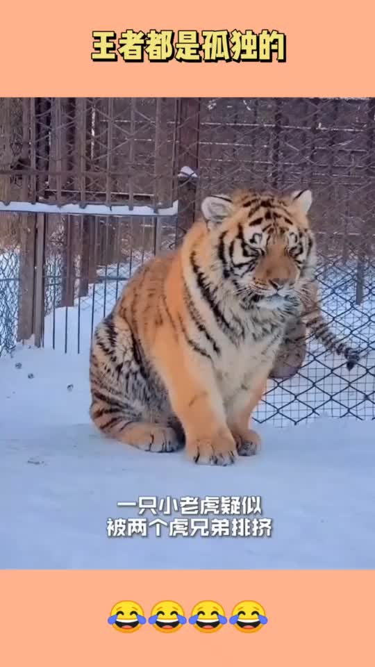 委屈巴巴!一只小老虎被虎兄弟排挤,独自伤心!