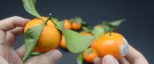 为何“砂糖橘”都带着“叶子”卖的？原来还藏着这样的“猫腻”