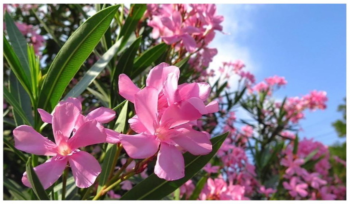 生肖虎九月桃花运势怎么样(生肖虎九月桃花运势怎么样呢)