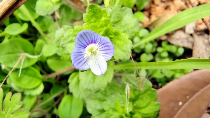 小花也可爱:"阿拉伯婆婆纳"欣赏__财经头条