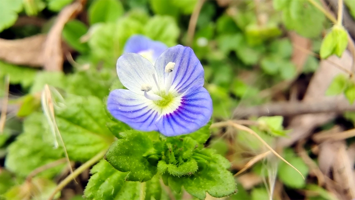 小花也可爱:"阿拉伯婆婆纳"欣赏__财经头条