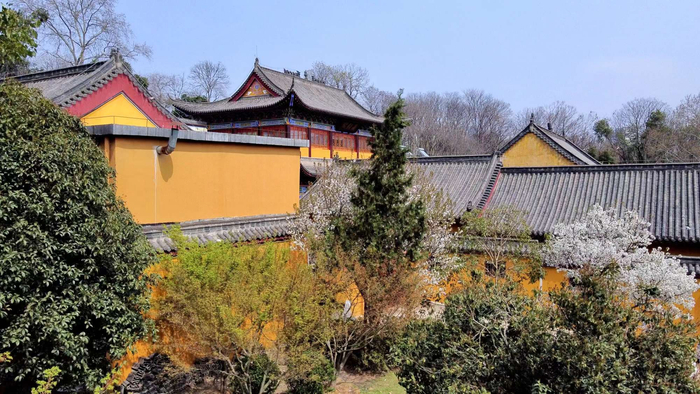 蛇山下,龙华寺,樱花开(武汉市武昌区)