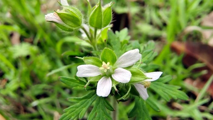 小花也可爱:野老鹳草欣赏