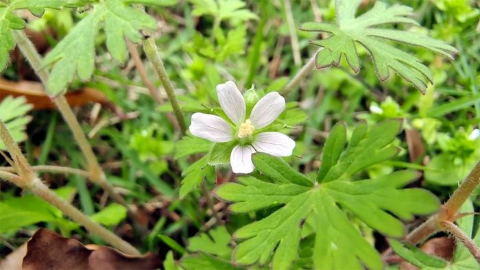 小花也可爱:野老鹳草欣赏