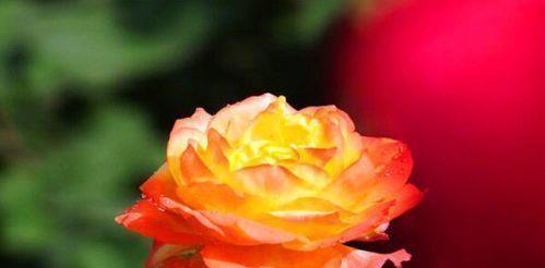 喜欢养玫瑰，不妨养“珍稀玫瑰”宠爱小姐，金蕊红衣，甚是美艳！