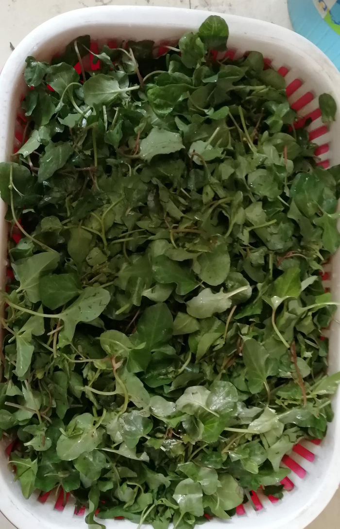 河南人吃过这样的野菜吗,名字不文雅,以前人常吃,昨天挖了2斤