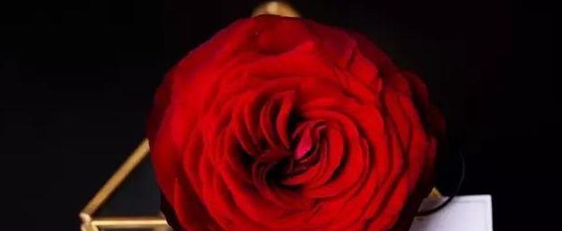 喜欢玫瑰，不如养“玫瑰精品”探索者，层层花开，美艳不凡！