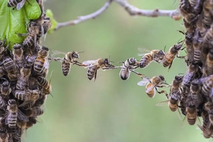 蜜蜂是超个体的蜂群，她挑战了达尔文的观点