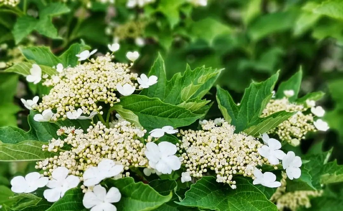 天目琼花,又名:佛头花、鸡树条。是集绿化美化于一身的灌木植物