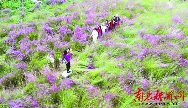 中法农业科技园凤仪湾景区:千亩粉黛乱子草进入盛花期