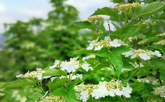 天目琼花,又名:佛头花、鸡树条。是集绿化美化于一身的灌木植物