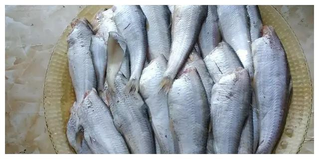 什么鱼刺最多呢?海边的老人告诉你品种,很少见|鲫鱼|鱼肉_新浪新闻