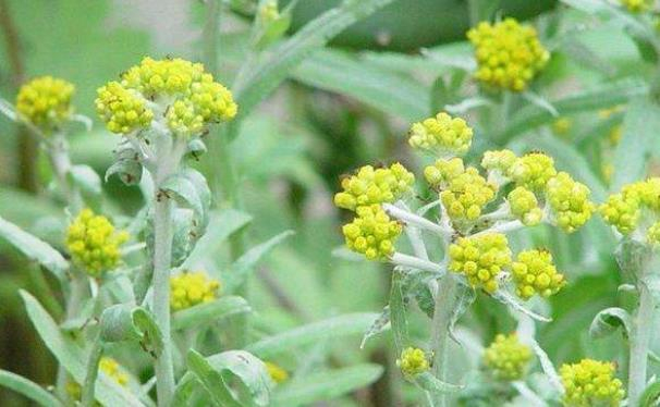 路边长的这种"野菜",曾经被人嫌弃,却不知功效神奇能治高血压