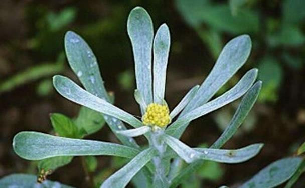 棉花菜学名叫鼠曲草,为一年生草本植物.