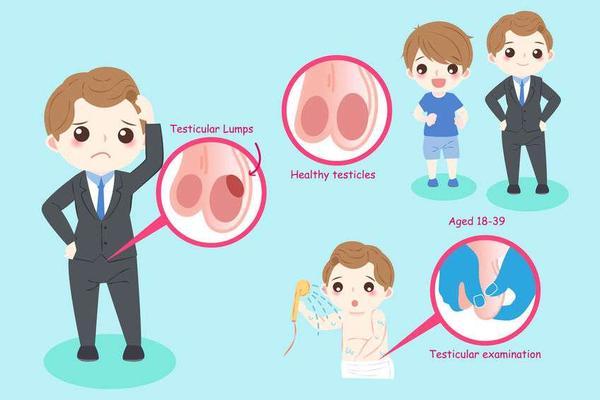 过程中,受到了发育和营养摄入的影响,睾丸形成体积和位置也会有所差异