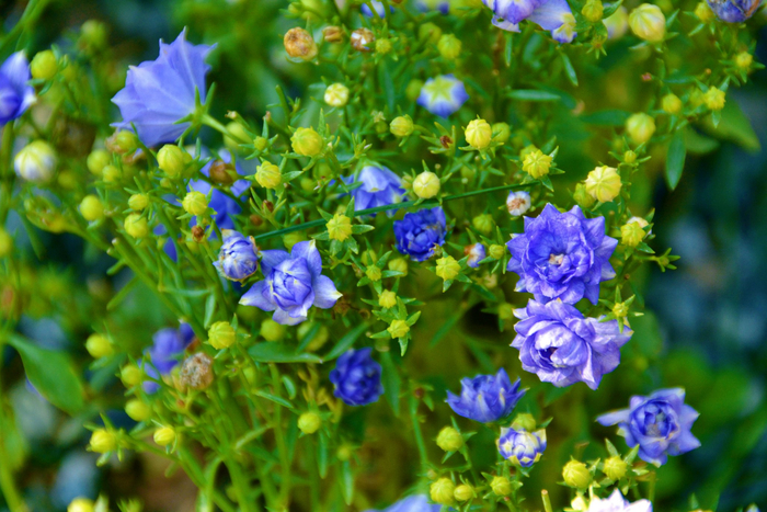 蓝色的洋桔梗,原创拍摄__财经头条