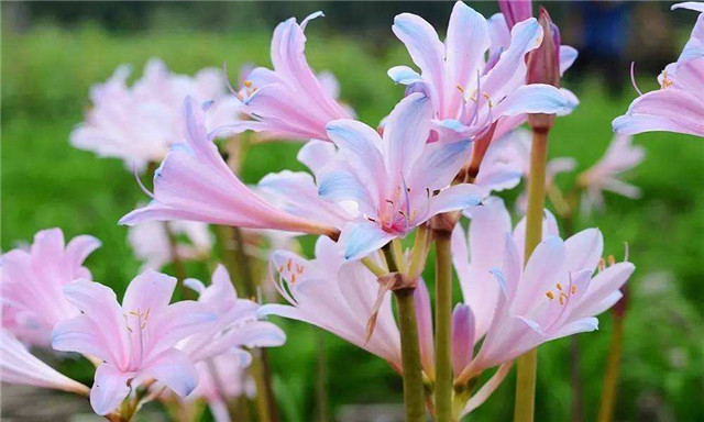 院子养花,适合养一些“开花精品”换锦花,温文尔雅,花开饱满