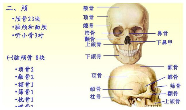 颅骨的故事