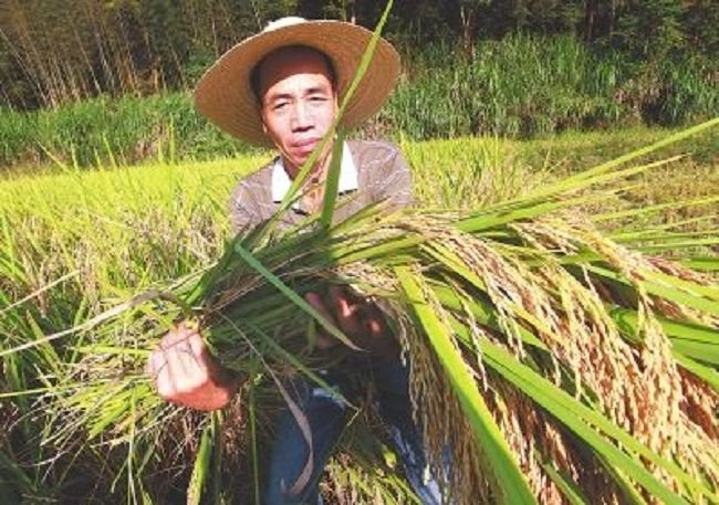 粮农科技产业园颜龙安江西育超级稻国稻种芯百团计划行动