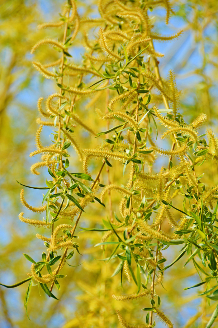 春天柳树花,原创拍摄