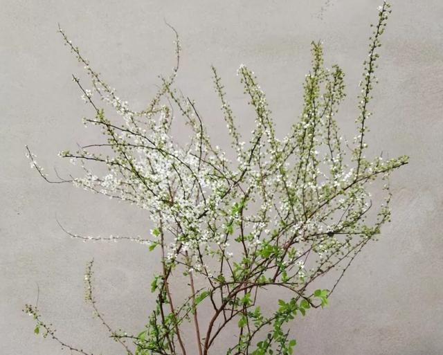 养护雪柳干枝很简单,掌握正确方法,花朵开得多姿又美