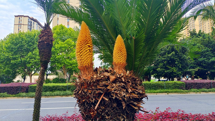 吉安随拍:铁树开花 千姿百态