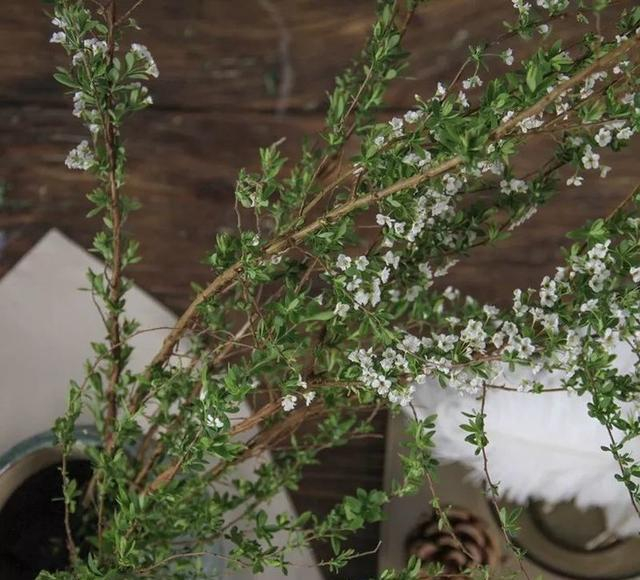 养护雪柳干枝很简单，掌握正确方法，花朵开得多姿又美
