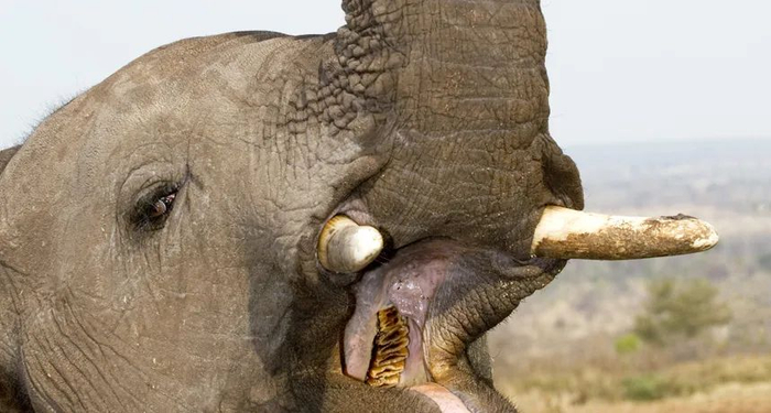 大象最后一次换牙后,就将走向生命的终点|大象|臼齿|象牙_新浪新闻